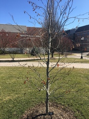 Fagus sylvatica