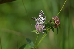 Melanargia galathea