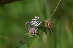 Melanargia galathea