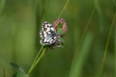 Melanargia galathea