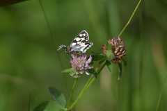 Melanargia galathea