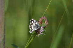 Melanargia galathea