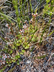 Micranthes nudicaulis