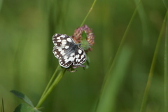Melanargia galathea