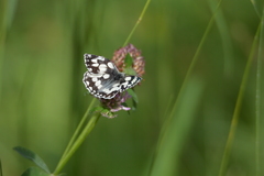 Melanargia galathea