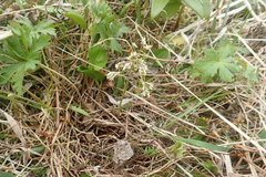 Anthoxanthum glabrum