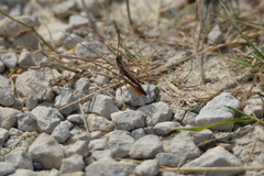 Chorthippus brunneus