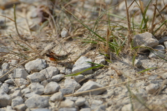 Chorthippus brunneus