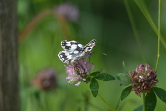 Melanargia galathea
