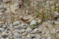 Chorthippus brunneus