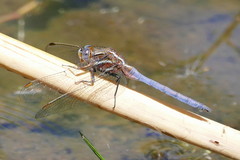 Orthetrum caffrum