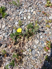 Potentilla fragiformis