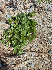 Ligusticum scothicum