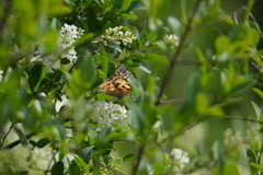 Vanessa cardui