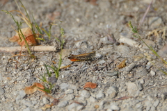 Chorthippus brunneus