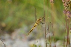 Orthetrum cancellatum