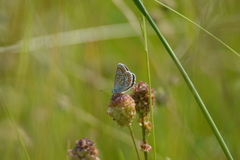 Polyommatus icarus