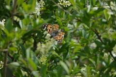 Vanessa cardui