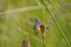 Polyommatus icarus