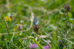 Polyommatus icarus