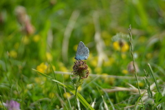 Polyommatus icarus
