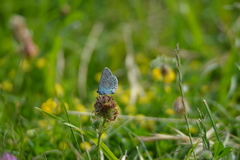 Polyommatus icarus