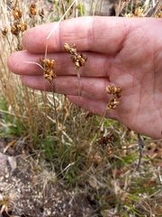 Juncus triglumis