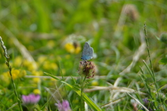 Polyommatus icarus