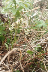 Anthoxanthum glabrum