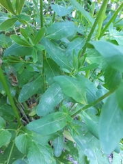 Podosphaera euphorbiae