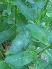 Podosphaera euphorbiae