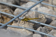 Orthetrum cancellatum