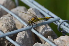 Orthetrum cancellatum