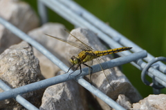 Orthetrum cancellatum