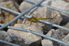 Orthetrum cancellatum