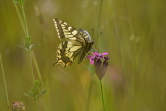 Papilio machaon