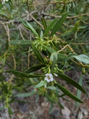 Myoporum montanum