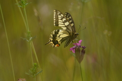 Papilio machaon