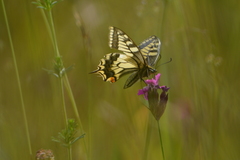 Papilio machaon