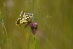 Papilio machaon