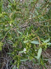 Myoporum montanum