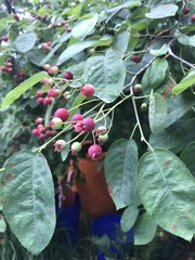 Amelanchier × lamarckii