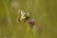 Papilio machaon