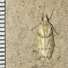 Pseudoschinia elautalis