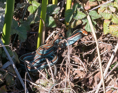 Thamnophis sirtalis tetrataenia