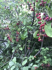 Amelanchier × lamarckii