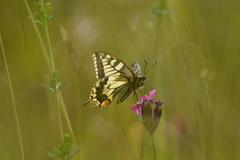 Papilio machaon