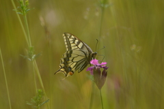 Papilio machaon