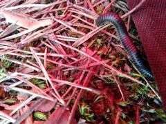 Rossiulus kessleri