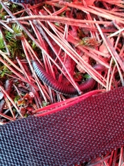 Rossiulus kessleri